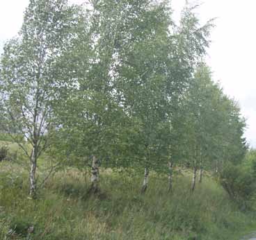 9 Fv. 169 Løken Veginfo: Asfaltdekke med hvit- og gul stripe. 50 km/t. ÅDT 2600. Vegbredde: 6,6 m. Allélengde: 33 m. Ensidig trerekke, plantet. Treslag/antall: Bjørk Betula sp.