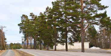 12 Fv. 236, ved Aurskog kirke Veginfo: Fv 236. Asfaltdekke med hvit- og gulstripe. 50 km/t. ÅDT 4350. Allélengde: 113 m. Ensidig trerekke, plantet. Treslag/antall: Furu Pinus sylvestris.