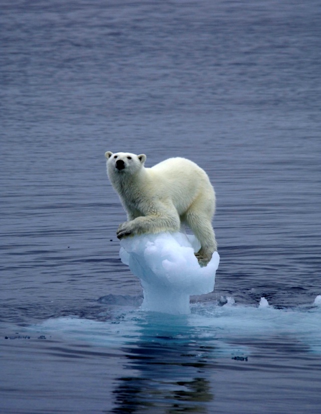 Klimaendringer i Arktis Temperaturen øker dobbelt så raskt i Arktis som resten av verden (Norge ligger langt mot nord ) Sjøis og isbreer smelter raskere enn