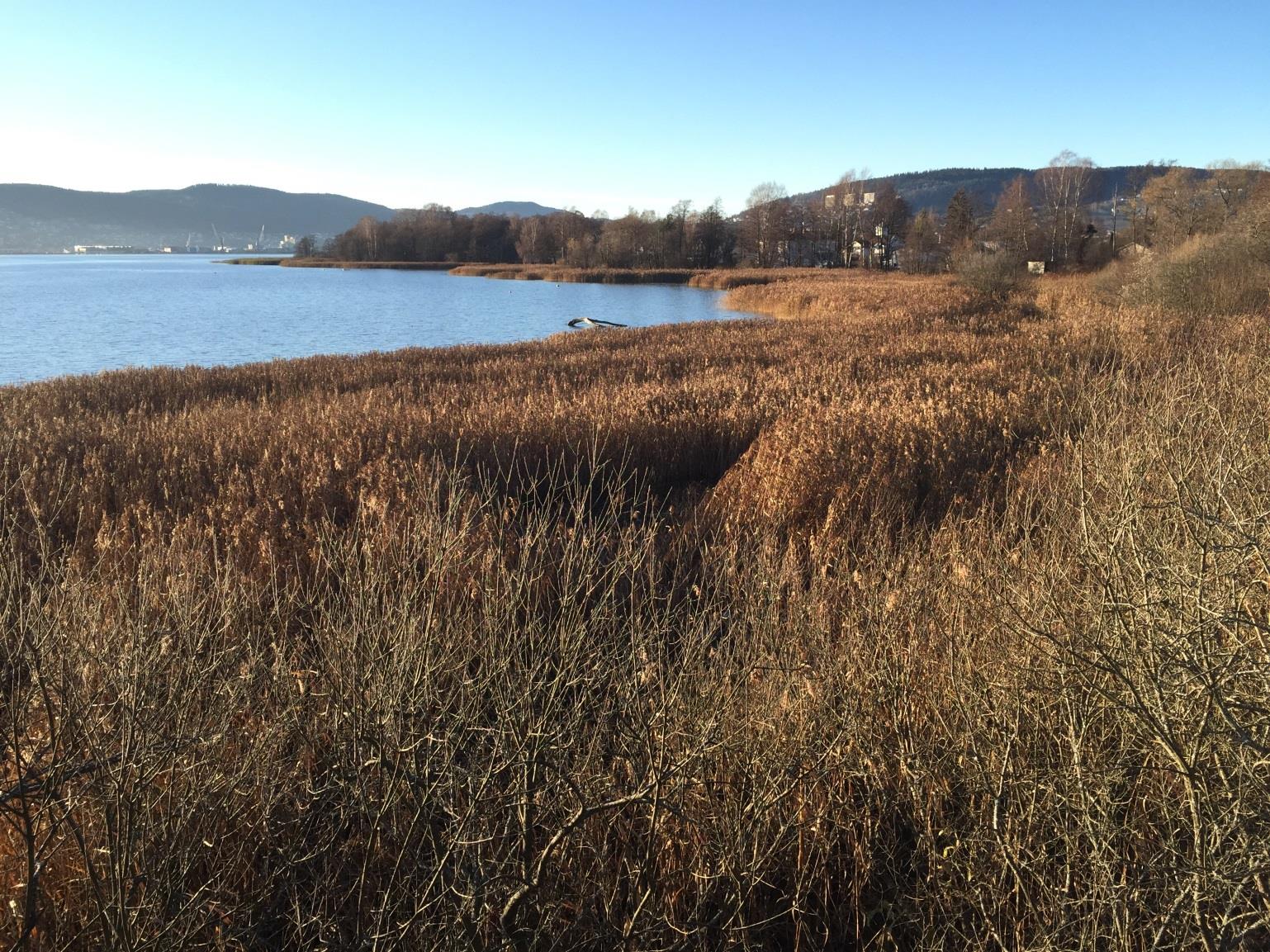 HVA HENDTE MED STRANDENGENE?