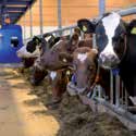 Jo bedre dyrevelferd - jo bedre resultater Dine kyrs produksjon er knyttet til en rekke faktorer, fra måten du styrer gården på, fôringsprosesser du har på plass, avl, kalving og oppdrettsprogram.