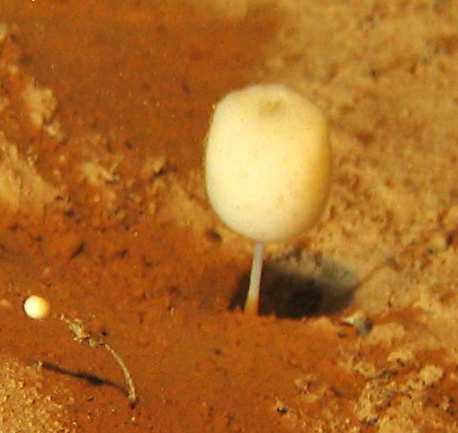 Svamp og stein fungerer som hardbunnssubstrat som makrofauna kan leve på, og skaper skjulesteder for små evertebrater som trollhummer (Munida spp.