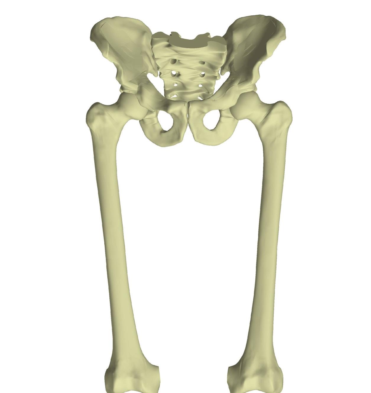 Hvert ben, 1/6 kroppsvekt 75 kg. person, 25 kg.