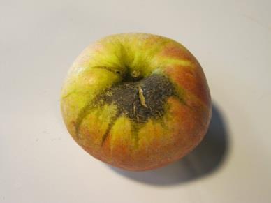 Graminorseleksjon: MA982 06059 - Svært store, runde, høgbygde eple med litt dekkfarge.