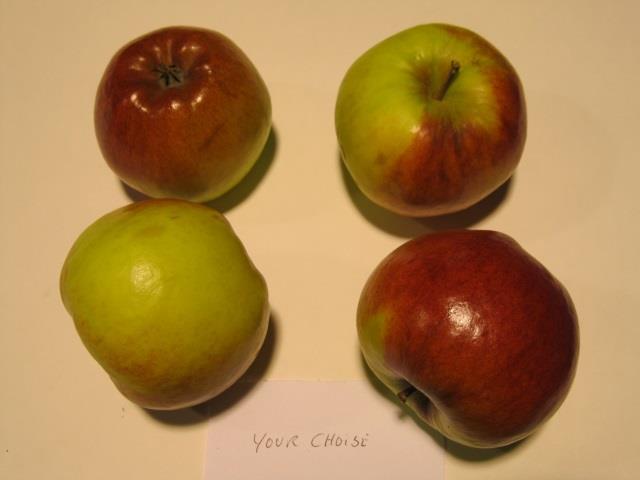 Your Choice Stort flattrykt eple med raudfarge på solsida Bra smak Sterk skotvekst God avling i høve til dei