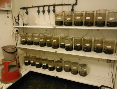 Bioakkumuleringstester Børstemark: TM, PAH, PCB Nettsnegl: TBT Opptak i organismer (signifikant bioakkumulering) av bly, krom, PAH, PCB og TBT.