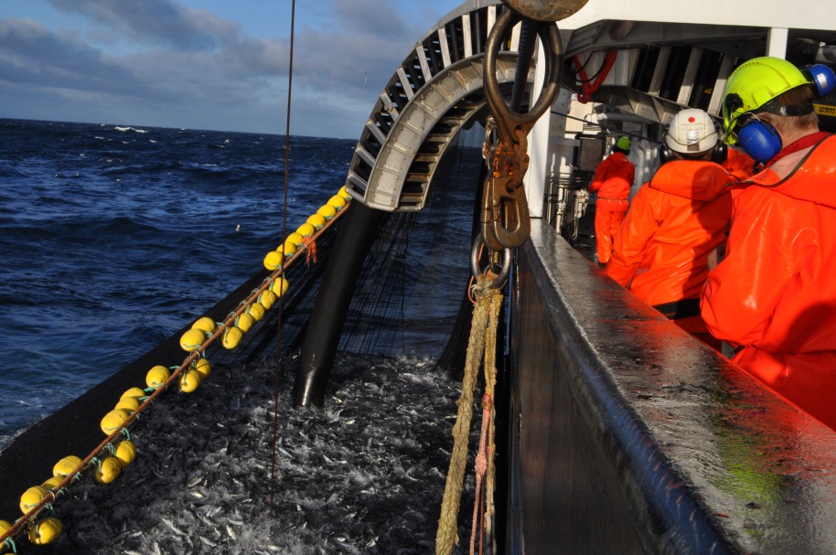 A279 Åpen Rapport Kvalitetseffekter på makrell og NVG sild ved bruk av ulike system for lasting og kjøling ombord. Toktrapport 202.