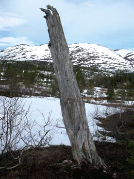 Dypen naturreservat i Lønsdal biologiske verdier og samisk kulturarv I dag fins det svært lite død furuved på vestsiden av Lønselva, som nettopp er et utrykk for intensiv menneskelig virksomhet i