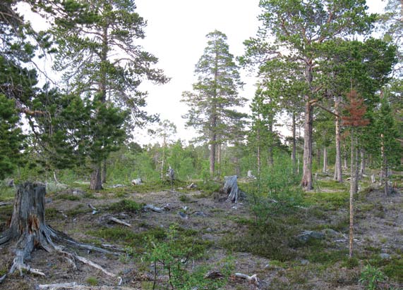 Siw Elin Eidissen og Jostein Lorås 10 Figur 10. Stubber etter hogst av trevirke i sone 3. Foto: JL. Stumps after felling of timber in zone 3.