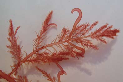 SKOLERINGSSTOFF 9 Figur 9. Krokbærer, rødlo Bonnemaisonia hamifera. Foto: Kjersti Sjøtun. på siden av de normale cellene som kan produsere bromorganiske forbindelser.
