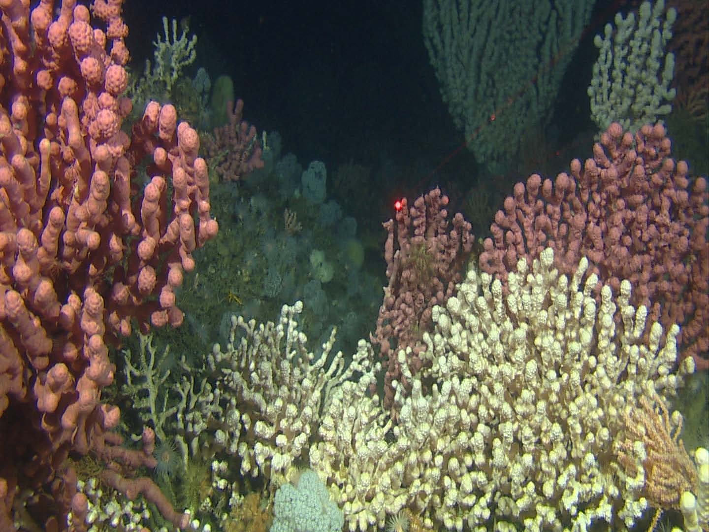 Koraller i Stjernsundet