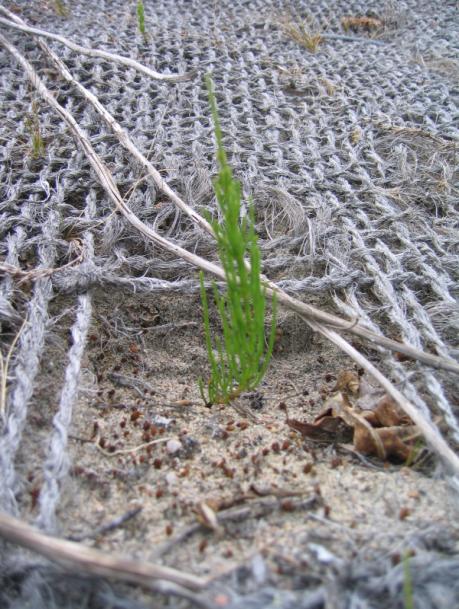 A B Figure 2 A and B. Appearance of revegetation trail using coconut fiber based erosion control mats 10 years after their application at Sandlia, Kautokeino, Northern Norway.