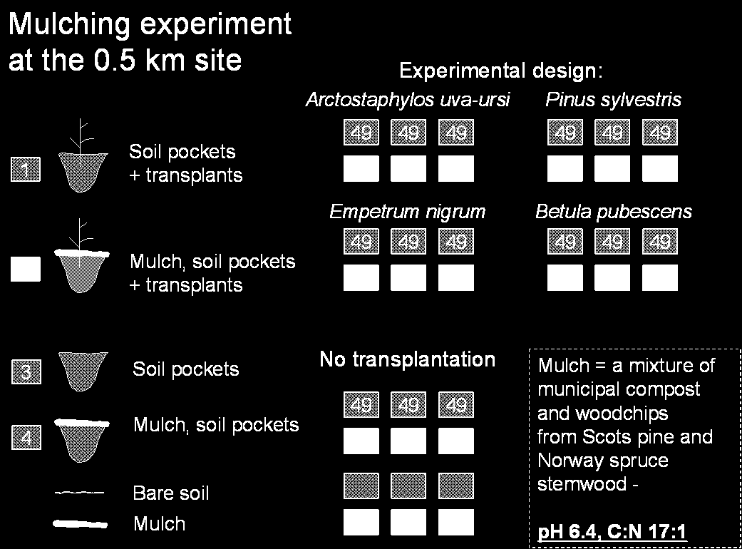 (Pinus sylvestris, Betula pubescens, Empetrum nigrum, Arctostaphylos uva-ursi) were planted on part of the plots: 294 individuals from each species on three replicate mulched and three control plots.