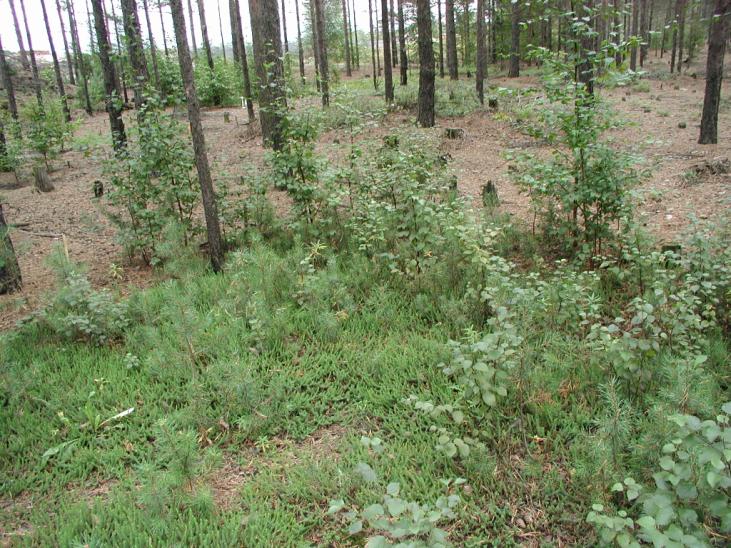 Figure 4. Experimental site at 0,5 km distance from the copper plant at Harjavalta in the year 1996 before the start of the restoration experiment. Photo: Christian Uhlig Figure 5.