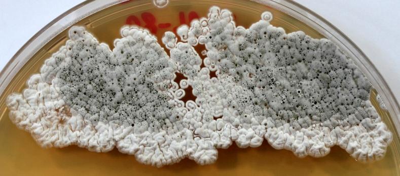 Streptomyces 1 Jordboende bakterier (gram positive) > 500 beskrevne arter i slekten Antibiotikaproduserende Fleste