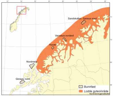 Figur 4.3. Vestlig gyteområde for lodde i Barentshavet med utredningsområder for havvindanlegg med arealer øremerket bunnfaste installasjoner.