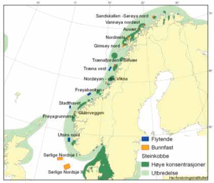 4.2 Sjøpattedyr Steinkobbe (Phoca vitulina) Fakta om bestanden Steinkobbene er utbredt langs hele norskekysten, men tettheten er størst i Sør-Trøndelag og Nordland.