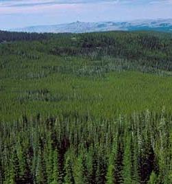 Skogbruk Skog og trebasert industri mest biomasse Tilvekst og stående skogvolum har økt 2.