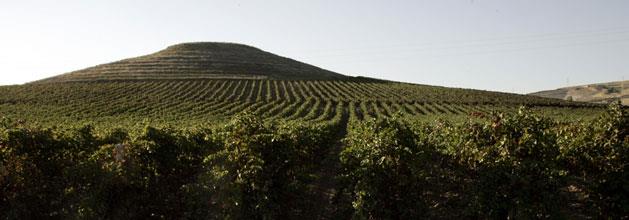 Menfi - Dispensa 115 hectares of vineyards are located in Contrada Dispensa on mild, hilly land, near the homonymous winery.