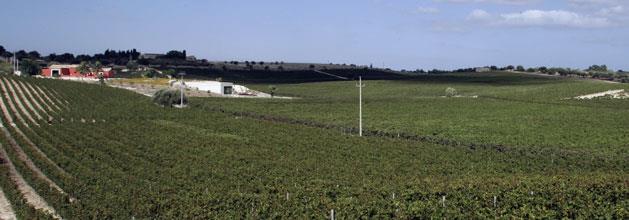 Noto - Buonivini Surrounding the winery Buonivini in Noto, we planted since 1998, 43 hectares of vineyards.