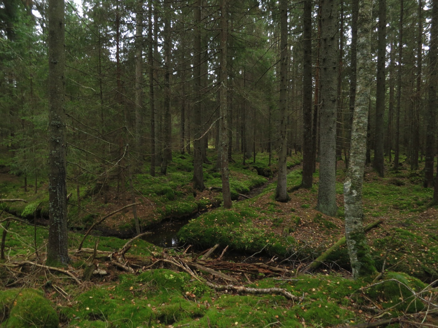 Bilder fra området Linehøgda Fra veien til Modalen langs vestsiden av området hvor den rikeste vegetasjonen i området finnes.