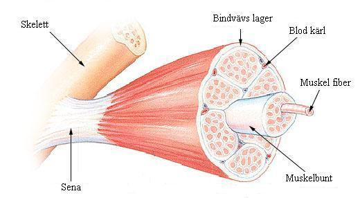 Muskelanatomi Muskelens oppbygning: Muskelen består av muskelceller