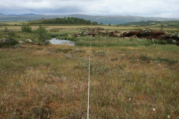 Figur 20: Pals og deler av myrflateområde langs linje A (meter 50-100) med ny permafrostutbredelse i 2010 (område med død vegetasjon til høyre for linjen). Foto: Annika Hofgaard. NINA 2011.