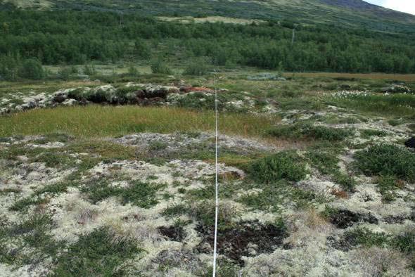 Figur 23: Pals med eldre gjengroende dam langs linje D (meter 50-100). Foto: Annika Hofgaard. NINA 2011. 4.2.2 Artfrekvens Variasjonen i busk-, felt- og bunnsjikt ble i 2010 analysert for ni palsoverflatelinjer og sammenlignet med 2005.
