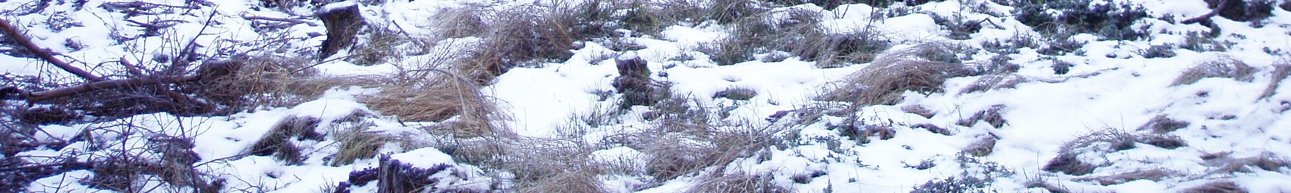 Bilde 6. Typisk blandingsskog på og omkring fjellrabbene i sørlige del av deponiområdet M6. Deponi M7 Bilde 7. M7 skal etableres i skogområdet i bakkant av bildet.