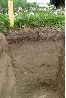 Punkt B Moldholdig sandig siltjord. Ingen tydelige sjikt ned til 40 cm dybde. Moderat pakket jord med tydelig opphoping av organisk materiale på toppen (= filt).