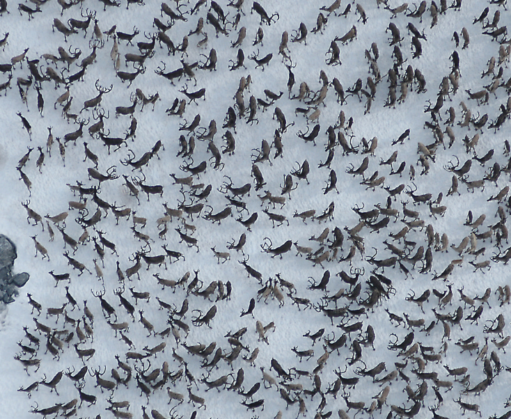 EKSEMPEL: Dette bildet er et utsnitt fra et fotografi tatt under miniumstelling på Hardangervidda. Det er ganske enkelt å fastslå hvor mange rein som befinner seg i bildet.