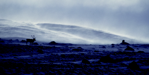 EKSEMPEL: Dette bildet er et utsnitt fra et fotografi tatt under miniumstelling på Hardangervidda. Det er ganske enkelt å fastslå hvor mange rein som befinner seg i bildet.