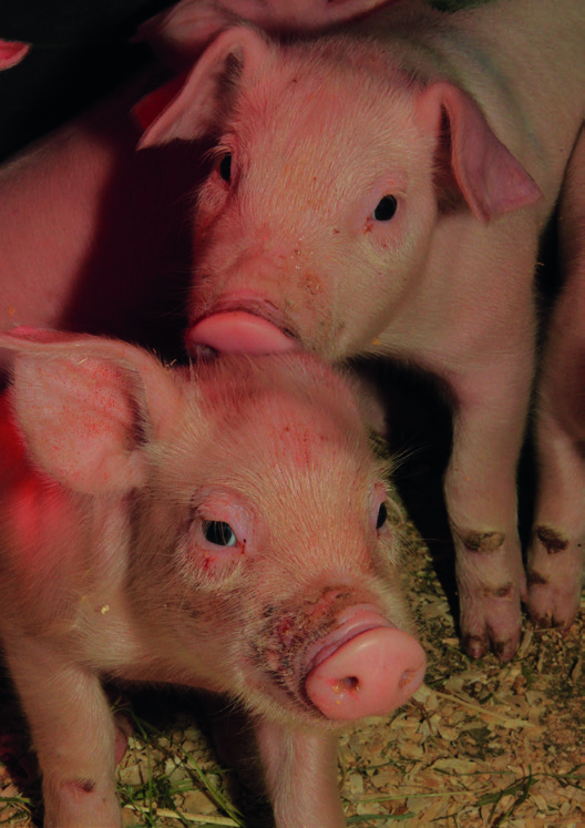 Svinedysenteri Det var ingen nye tilfeller av svinedysenteri i 2014. En besetning som fikk påvist smitte med bakterien Brachyspira hyodysenteriae var ved utgangen av 2014 fortsatt positiv.