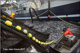Utfordringer vi står overfor i samarbeidet med EU Forvaltningen av bestandene av makrell, kolmule og norsk vårgytende sild (NVG)