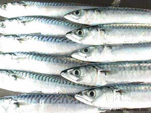 Makrell Hovedproblemet er den nåværende fordeling av makrellandeler mellom partene Makrellforhandlinger gjennomføres årlig mellom kysstatene Norge, Færøyene og EU Norges andel av TAC for makrell har