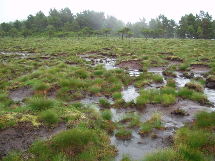 3 Resultat 3.1 Naturfaglege verdiar 3.1.1 Generelle naturforhold utgjer eit myrparti på vasskiljet mellom Kvellestad i Naustdal og Standal i Flora kommune.