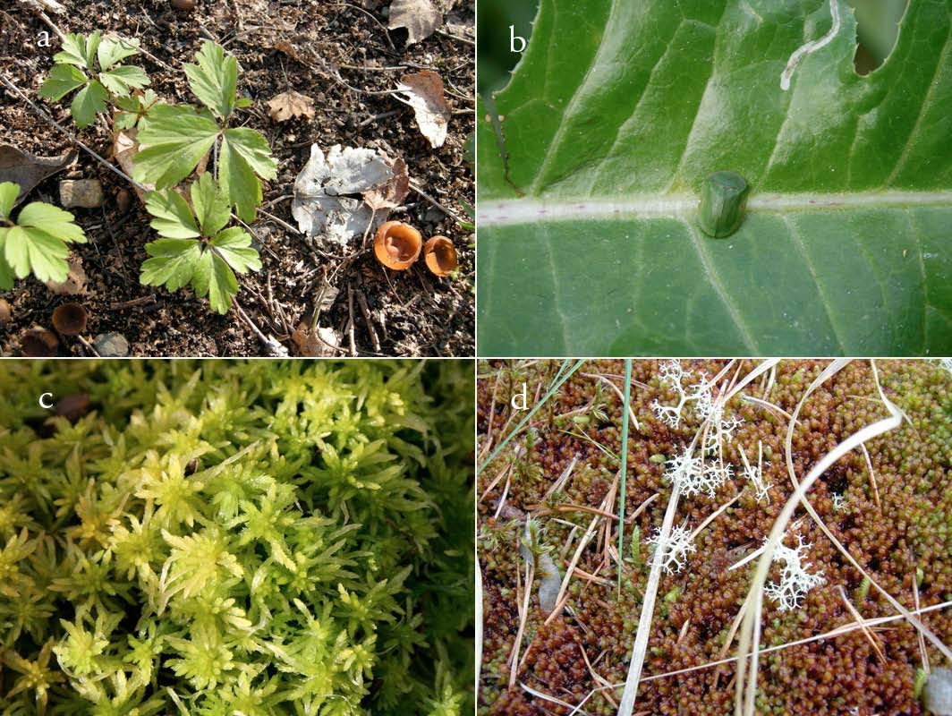 Fig. 22. Livsmedium-hovedtypen levende ikke vedaktige planter, eksemplifisert ved: (a) Kvitveis (Anemone nemorosa) som vert for snylteren symrebeger (Dumontinia tuberosa)(hovedøya, Oslo).
