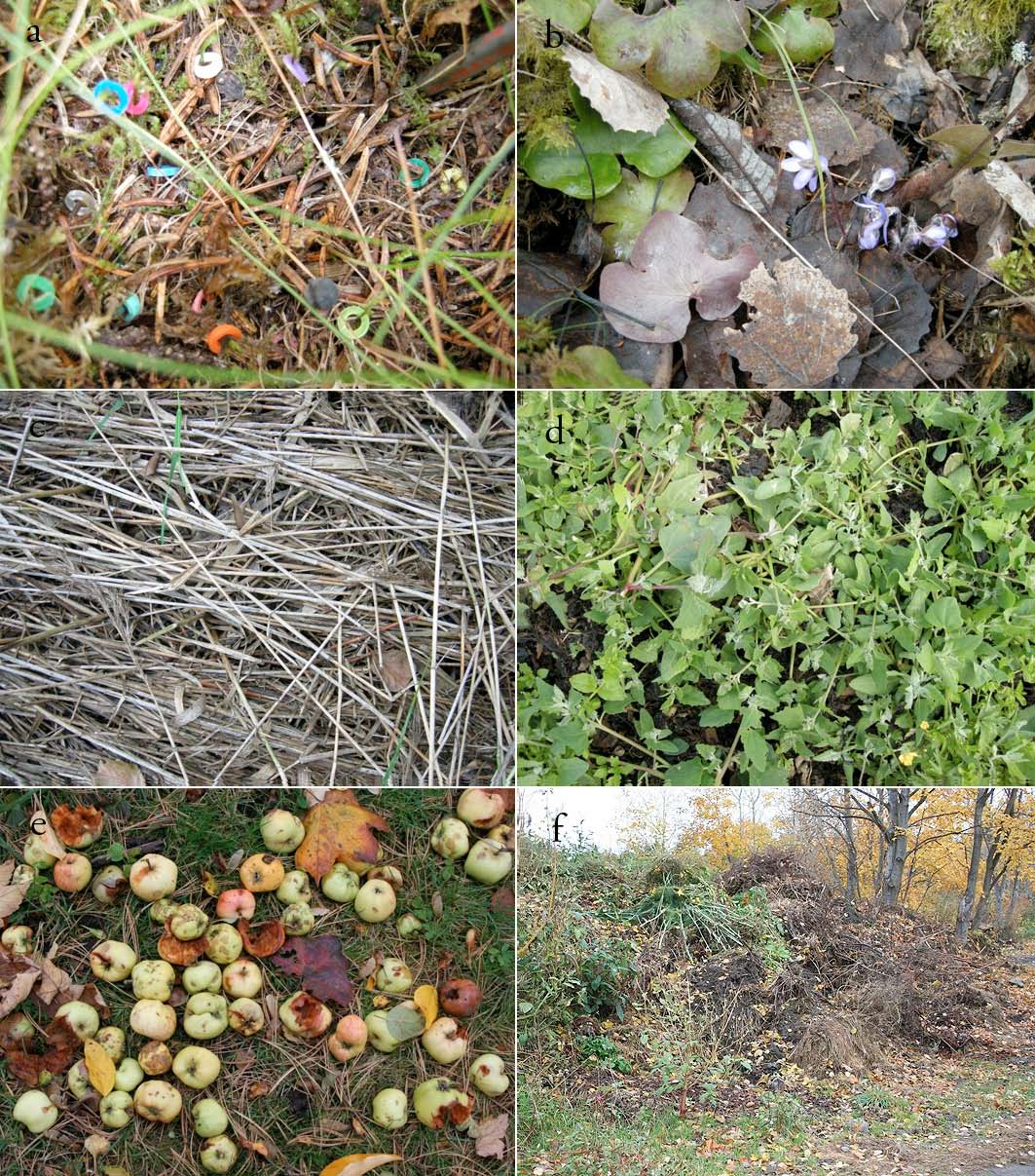 Fig. 28. Livsmedium-hovedtypen dødt plantemateriale omfatter et stort spekter av ulike substrategenskaper. (a) Barstrø i skogbunnen som substrat for ringmerket etasjemose (Hylocomium splendens).