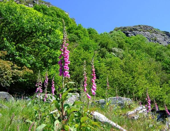 Kunnskapsgrunnlag og saksforberedelse Kunnskap om naturmangfold skal inn helt i starten av enhver sak som berører naturtyper og arter Kunnskapen skal være en del av prosessen, også før