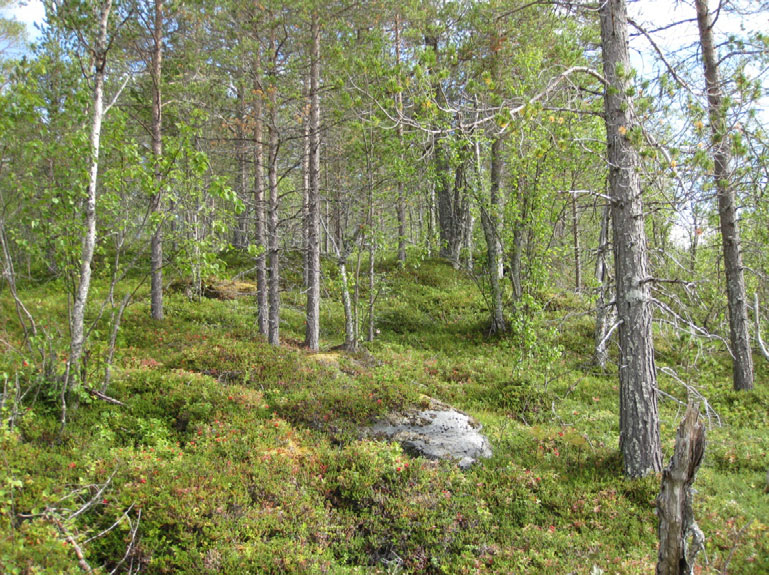 Forekomst: Lav- og lyngrik furuskog er registrert i lia på nordsiden av Nils-Ånesahaugen, i lia vest for Tømmervika, og i liene mellom Sæterlia og Rabban.