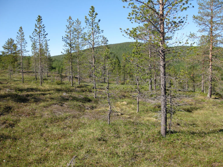 Fukt- og sumpskog 8b Myrskog Økologi: Dette er rismyrer som har utvikla et glissent tresjikt eller blitt tilplanta med bartrær.