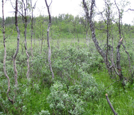 Forekomst: Fattig sumpskog er kartlagt på noen små arealer spredt over hele kartleggingsområdet. Det er hovedsakelig myr gjenvokst med bjørk. Typen utgjør 0,1 % av kartlagt areal.