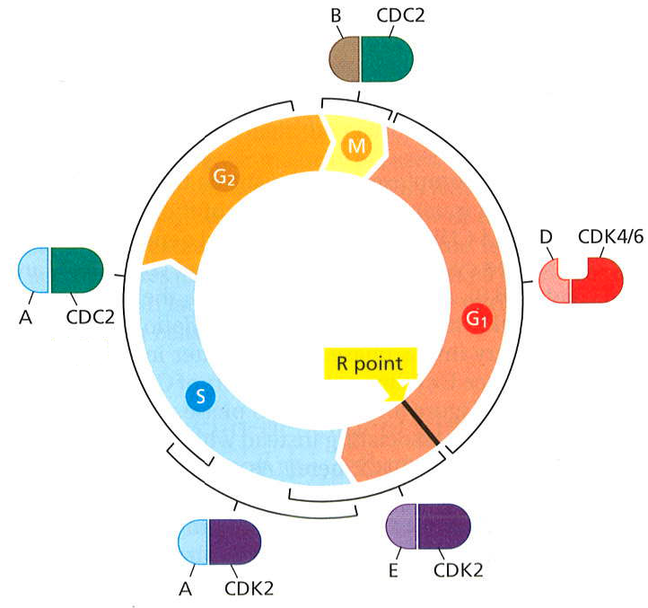 1.3 Cellesyklus Cellesyklus: Cellenes delingssyklus er sekvensen av hendelser som produserer to datterceller fra en celle.