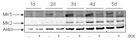 4 RESULTATER 4.1 Nedregulere endogent utrykket av MK5 med shrna Før dette forsøket hadde vi laget en Hela cellelinje (MK5) som utrykker shrna mot MK5 fra en tetracyclin indusert promotor [37].