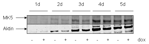 Som kontroll hadde vi en Hela cellelinje (Scr) som utrykker kontroll shrna (Scr) fra samme tetracyclin indusert promotor. Eksperimentet beskrevet i figur 4.2 er satt opp likt som i figur 4.1.
