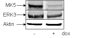Figur 4.3 MK5 vs. ERK3: 200 000 Hela celler (MK5) ble sådd ut, og tilsatt dox (1µg/ml medium). Cellene ble høstet 2 dager etter tilsetting av dox.