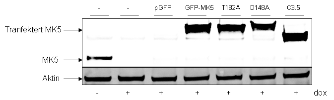 Nedregulering av MK5 uttrykk i Hela cellene viste at fravær av MK5 fører til økt proliferering.
