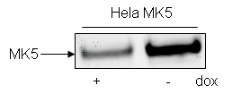 Figur 4.11 Western blott analyse av kryssbinding med A7 med og uten dox behandling: 200 000 Hela celler (MK5) ble sådd ut, og tilsatt dox (1µg/ml medium).