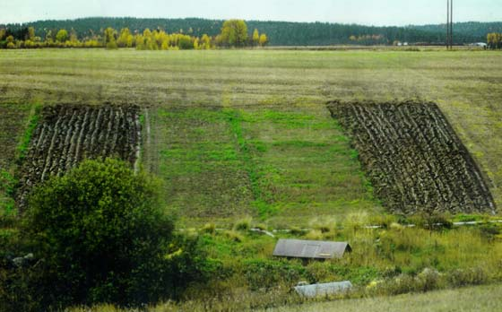 Klimasmart drenering Hove(NLH, 1981), effekter av forskjellige grøfteavstander (4, 8, 16 og 32 m) på såtidspunkt, avlingen og jordarbeiding høsten.