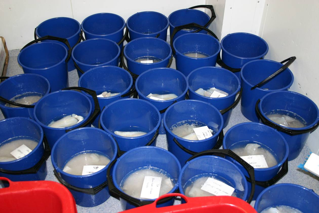 Fisken i alle forsøkene ble saltet 7. desember 2010 og ble evaluert som saltmoden midt i januar og som lagret saltfisk midt i mars 2011.
